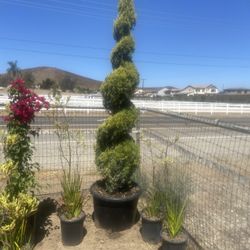 Spiral Cypress Topiary - 24 Gallon 8 Feet Tall 