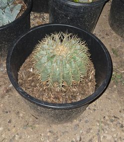Barrel Cactus