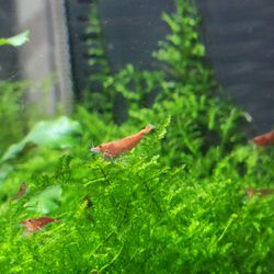 Aqvarium Shrimps (Red)/moss