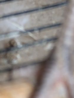 Quiquiris Kiquirikis No Cage No Jaula No Nest No Coop