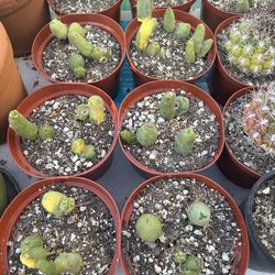 Trichocereus Bridgseii