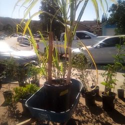 Plantas Pregunte Por Precio Y Diferentes Plantas Pregunte 