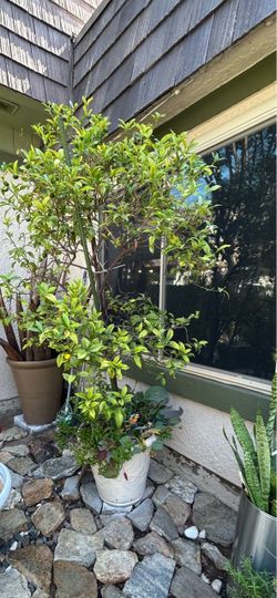 Cumquat tree