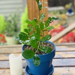 Live indoor ZZ plant in a ceramic planter pot with base—firm price