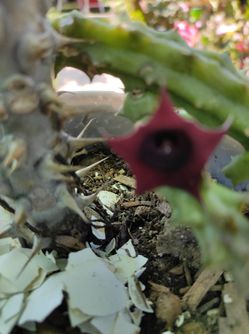 Cactus Red