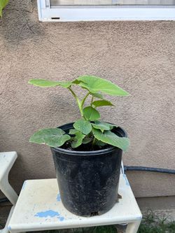 Hoja de Santa