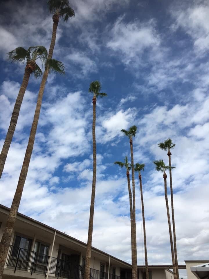 palm tree pruning