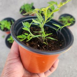 plantas de tomate 🍅 roma 