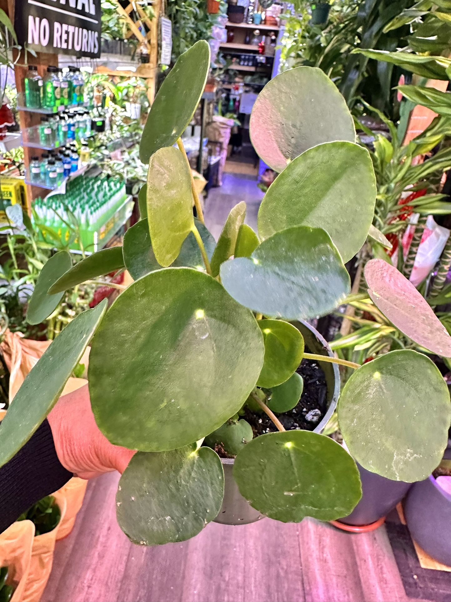 Pilea Money Plant Chinese Money Plant Indoor Feng Shui Plant