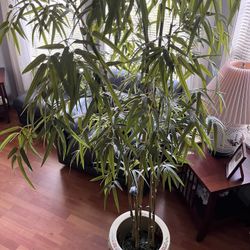 TALL  BAMBOO PLANT AND LARGE  POTTERY