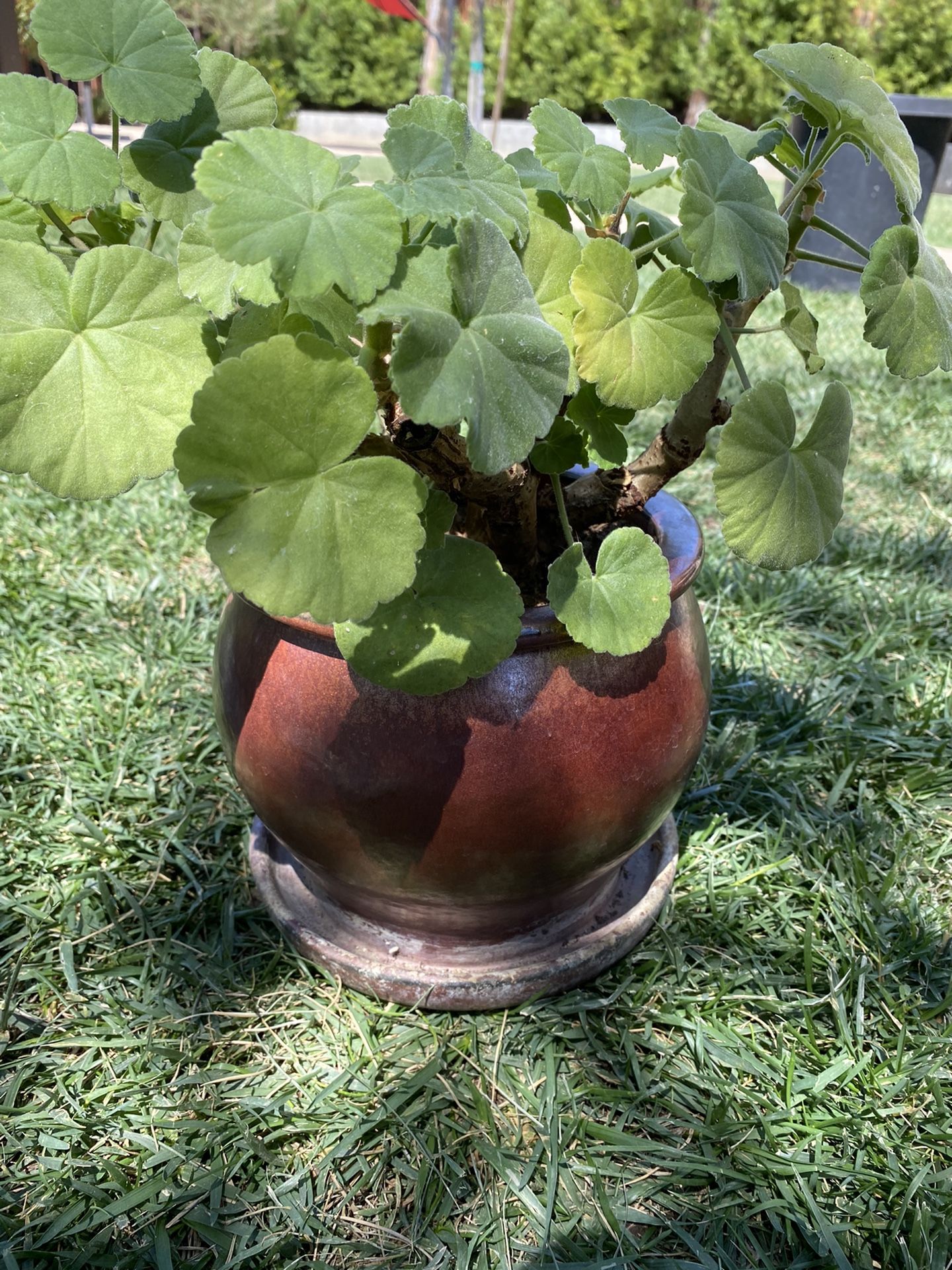 Garden Plant