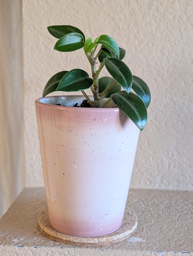 Healthy Beautiful Indoor Plant(Peperomia)