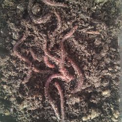 Red Wigglers / Red Worms Compost Fishing 