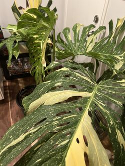 Monstera Thai Constellation Mature Cuttings
