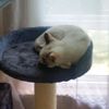 Chaoticlittlecatwithwings