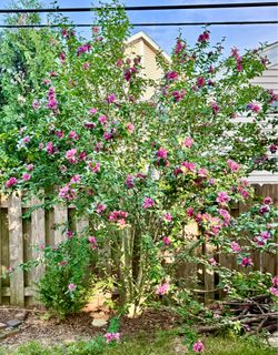 Free Large Rose of Sharon Hibiscus Shrub