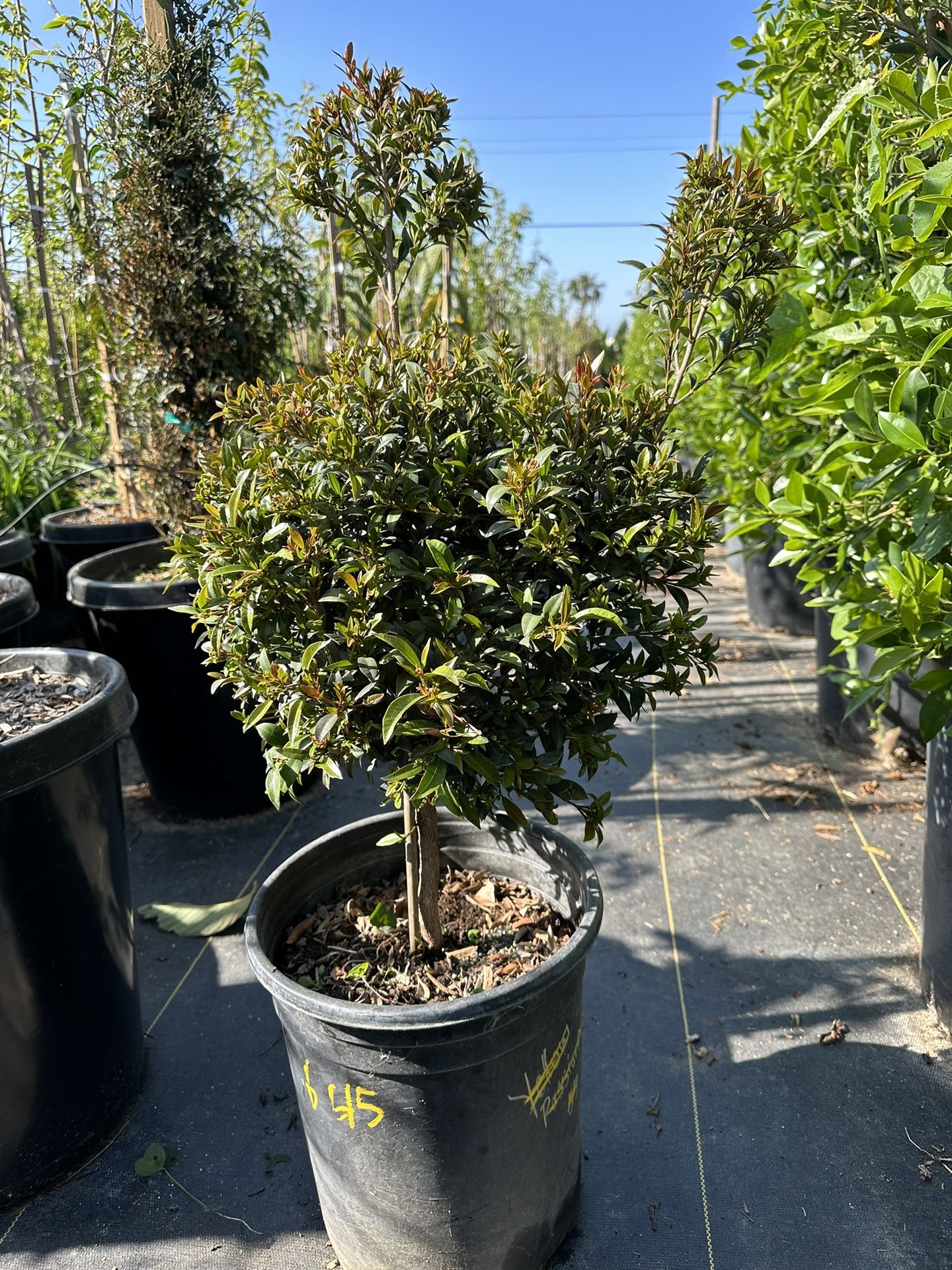 Euginia Topiary Bonsai