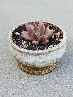 Succulents plants 🪴 （Graptoveria ruby donna）
