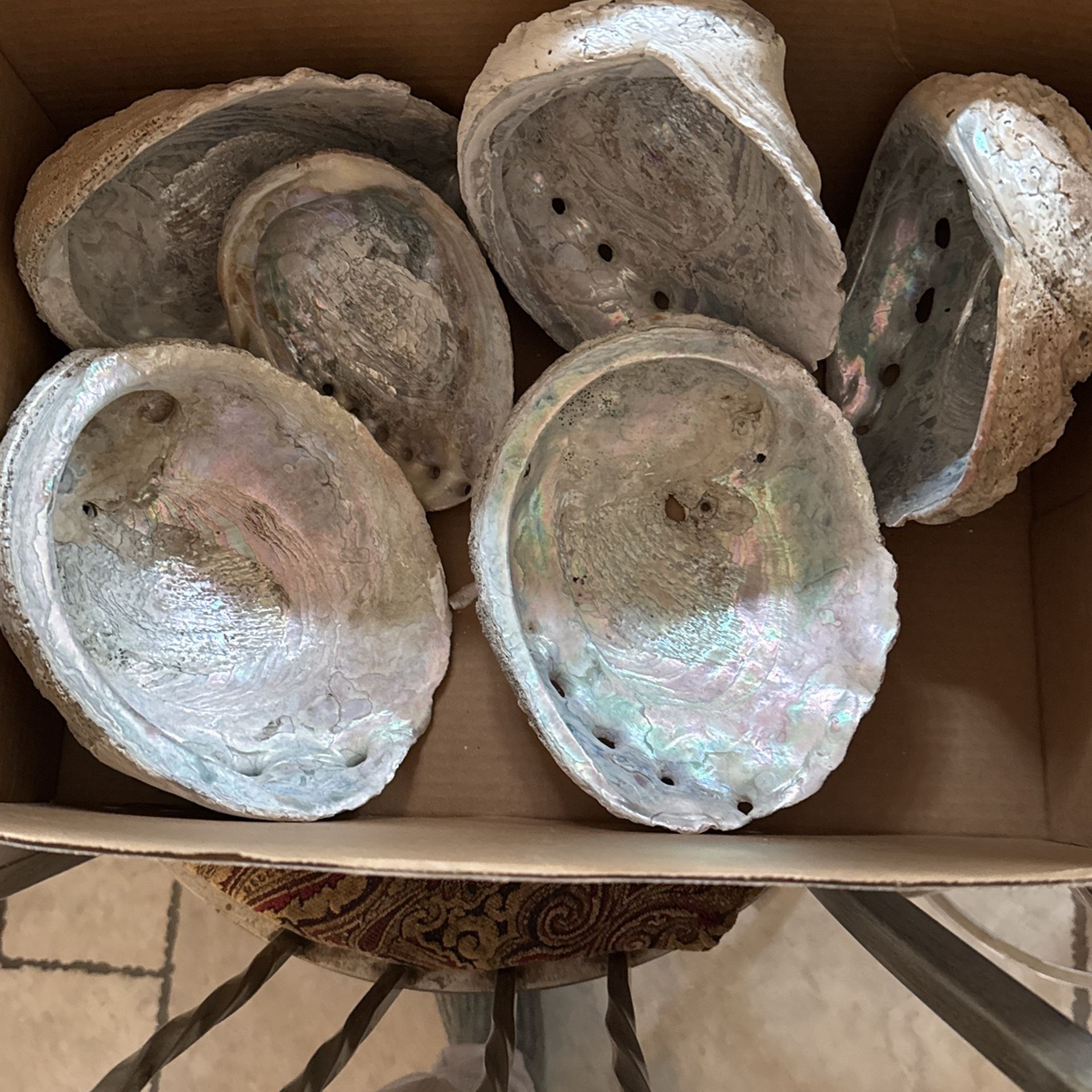 Sea Shells $5 Small One And $10 Each For The Larger