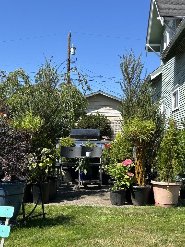 $195 Each Beautiful Japanese Juniper