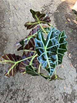 Alocasia Polly
