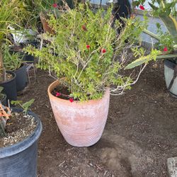 Planta De Mirto 