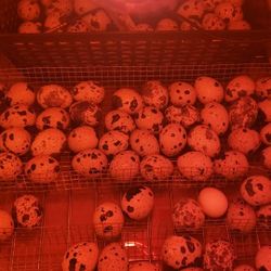 Quail Egg