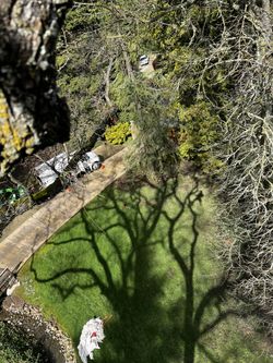 Tree Work