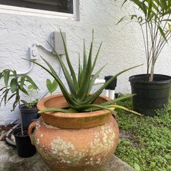 Large Terra Cotta Pot With Aloe Vera Plant