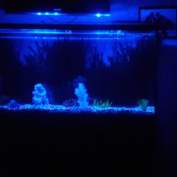 Fish Tank And Stand
