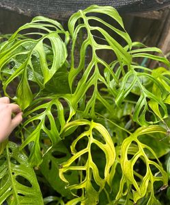 CHEAP AND RARE!!! Monstera Obliqua “Filamentous”