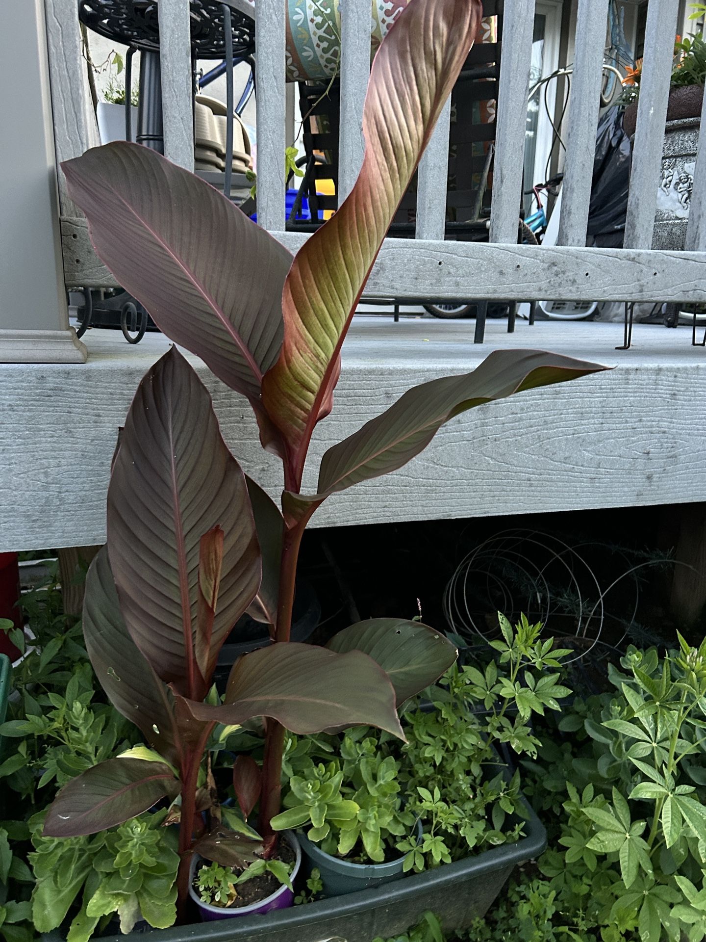 Potted plants for sale starting at $4, canna, hosta, citronella & sedum&cleome