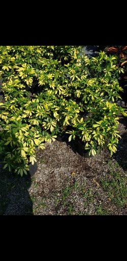 Arbicola , Trinette , Umbrella Plants , Green Yellow