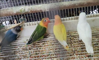 Bird cage