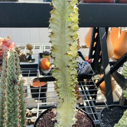 Euphorbia Ammark Variegated