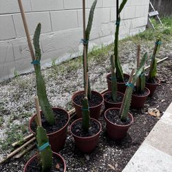 Dragon Fruit Plants (Red flesh)