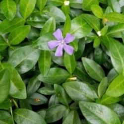 Periwinkle Creeping Mertal, Live Plant 