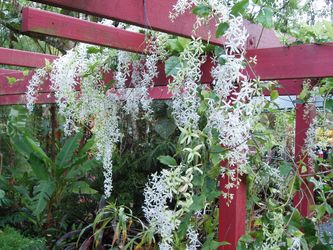 LIVE PLANT 3ft White Petrea volubilis variegated albiflora - Alba sandpaper vine
