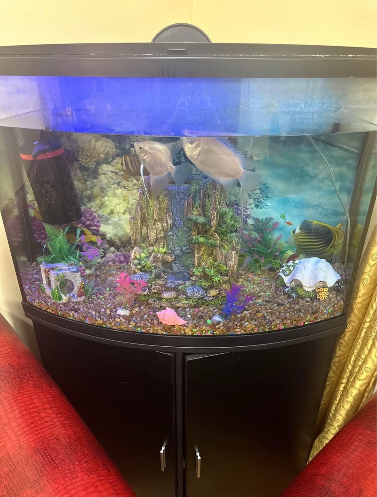 Fish Tank