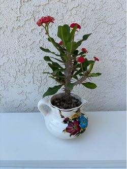 Crown of Thorns