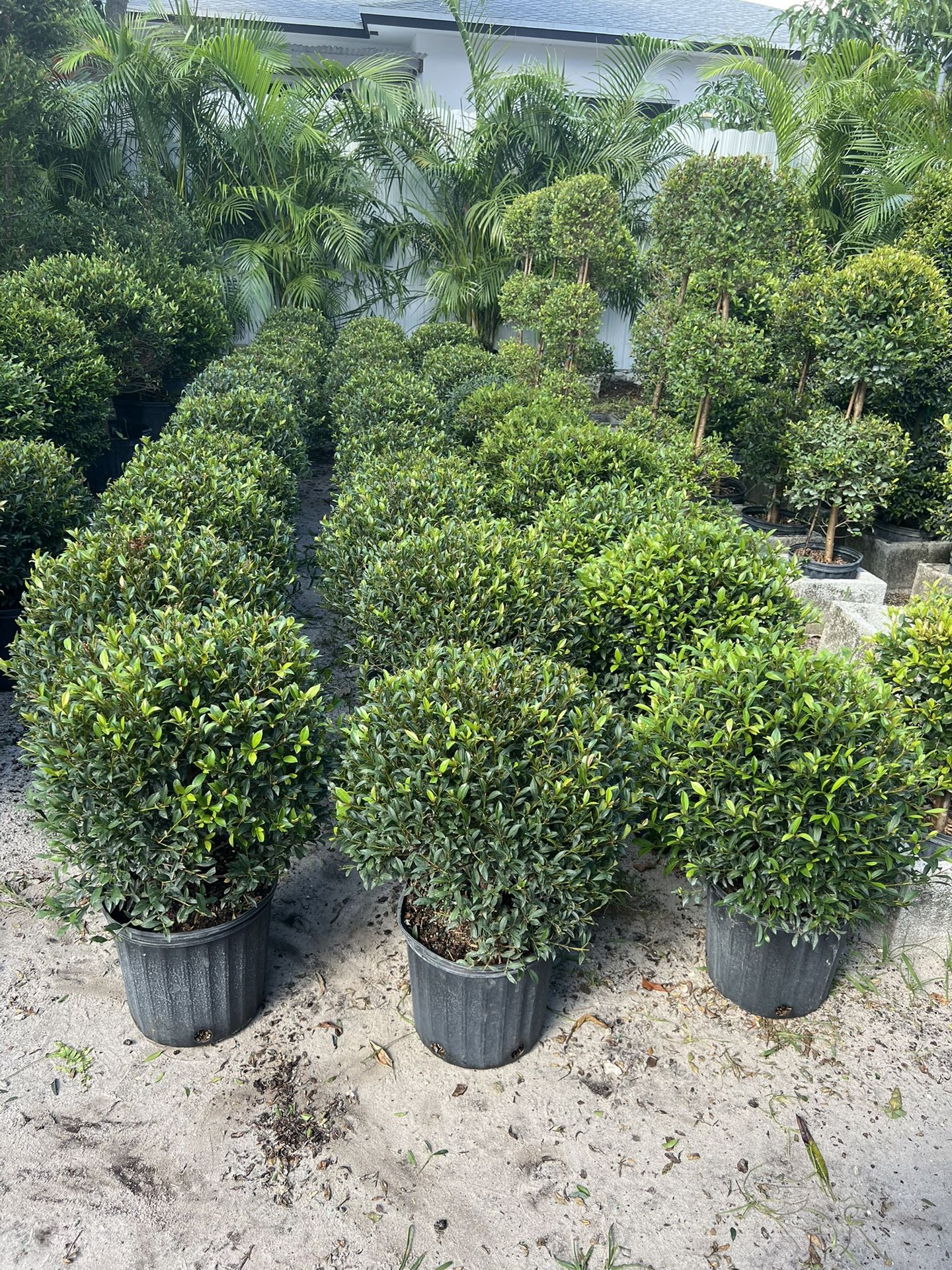 Single Ball Topiary In 3 gls Pot. SPECIAL PRICE 🤩