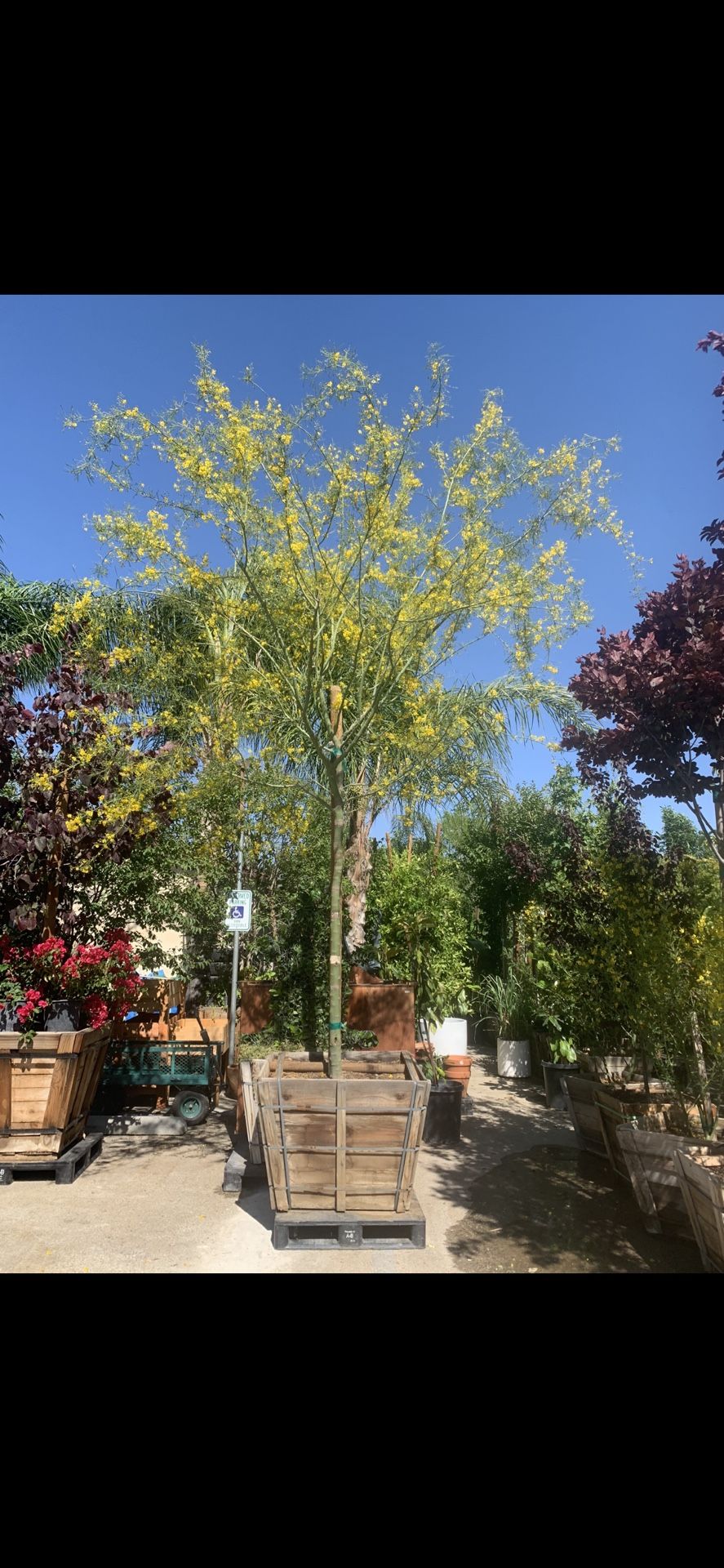  Arizona-Sonoran Desert Museum Palo Verde tree, thornless, drought tolerant shade tree 36” Box