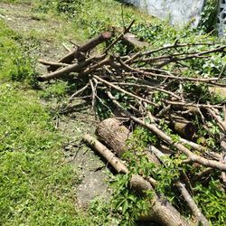 Free Fire Wood 