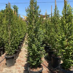 Eugenia Privacy Hedge