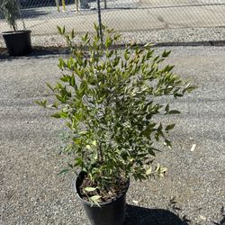 Nandina Domestica 