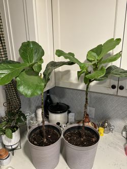 Fiddle Leaf Trees