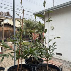 Micky Mouse Plant - Mai tu Qui