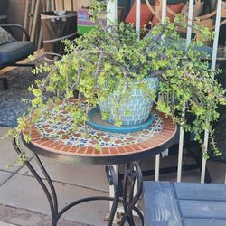 Elephant Ear Succulent In Turquoise Pot
