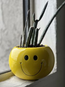 Succulent Plant