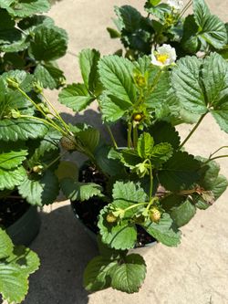 🍓Strawberry Plants Flowering & Fruiting